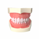 Tipodonto Didáctico Adulto 28 Dientes Nis DT