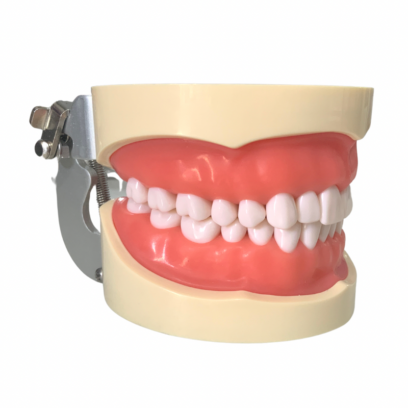 Tipodonto Didáctico Adulto 32 Dientes Nis DT