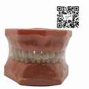 Tipodonto Plástico Infantil Reysa