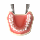 Tipodonto Didáctico Adulto 28 Dientes Nis DT