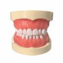 Tipodonto Didáctico Adulto 32 Dientes Nis DT