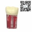 Dientes Endodoncia c/4 pz. DT