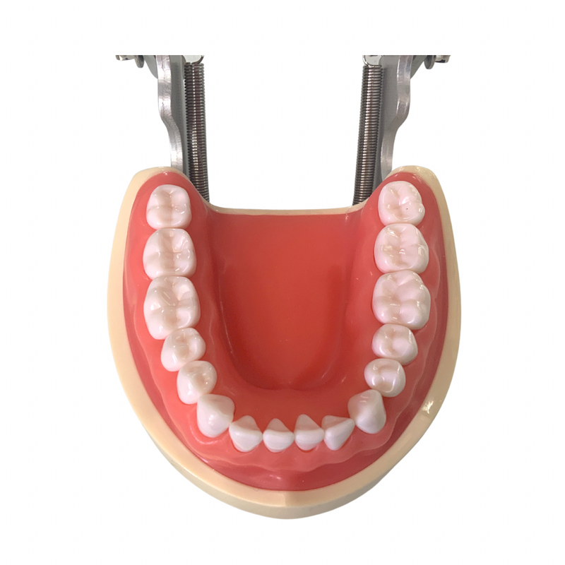 Tipodonto Didáctico Adulto 32 Dientes Nis DT