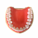 Tipodonto Didáctico Adulto 32 Dientes Nis DT