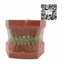 Tipodonto Plástico Adulto Reysa