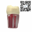 Dientes Endodoncia c/5 pz. DT