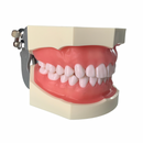 Tipodonto Didáctico Adulto 28 Dientes Nis DT